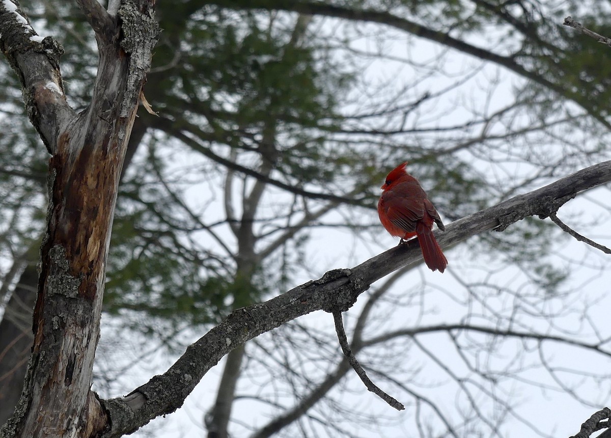 Rotkardinal - ML647032968