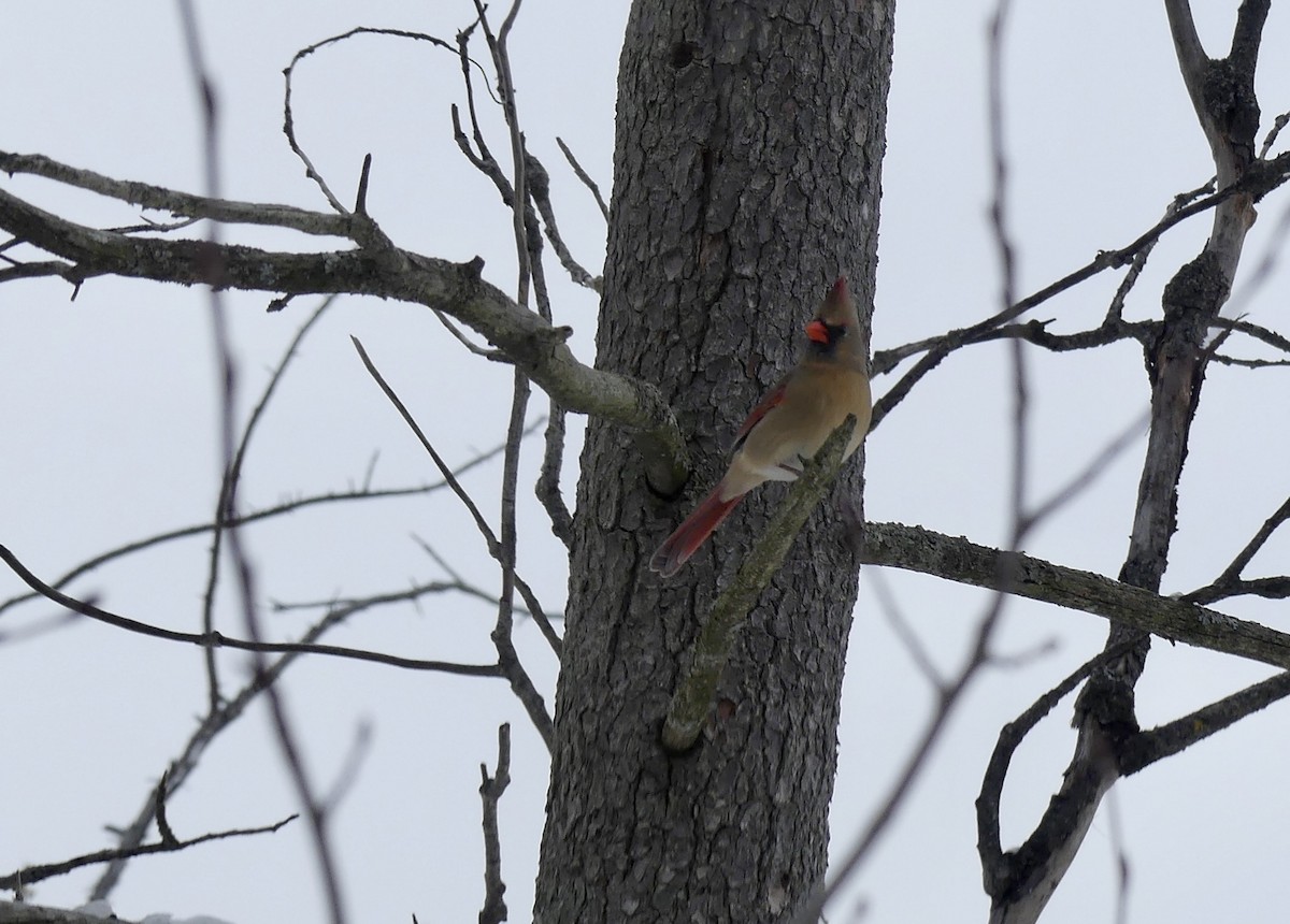 Rotkardinal - ML647032969