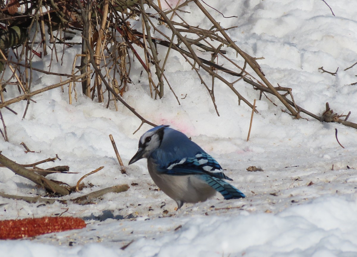 Blauhäher - ML647032970