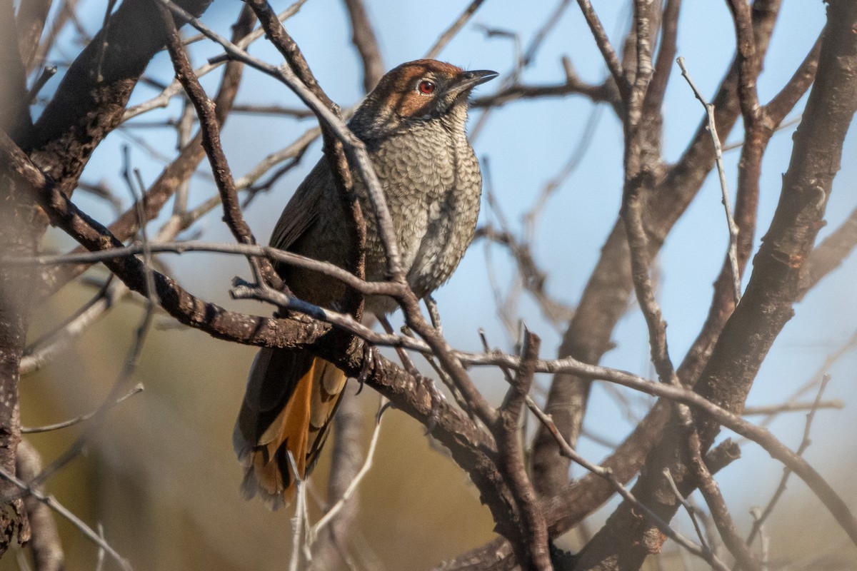 Rotkopf-Borstenvogel - ML647032971