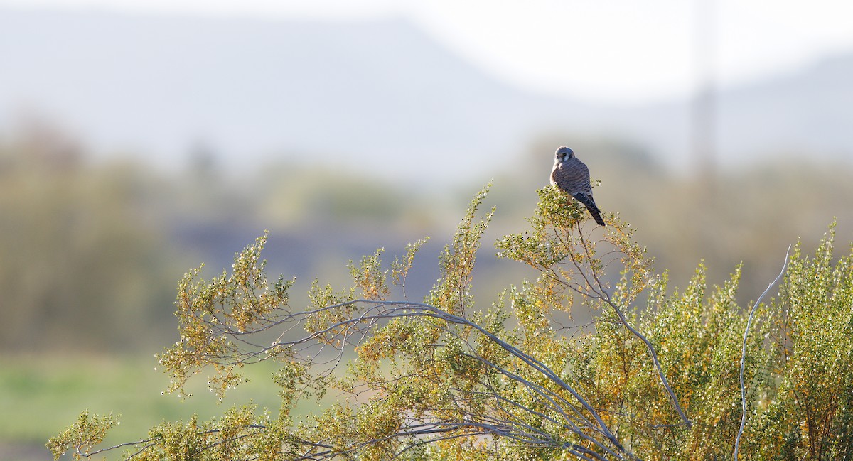 Buntfalke - ML647032972