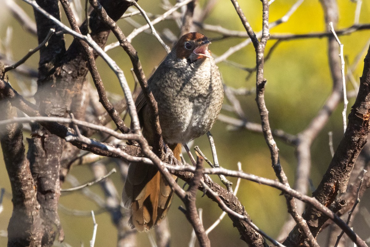 Rotkopf-Borstenvogel - ML647032973