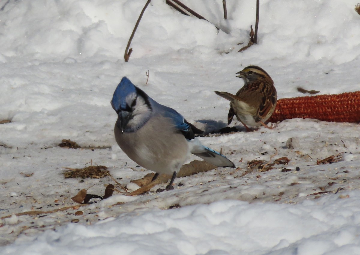 Blauhäher - ML647032974