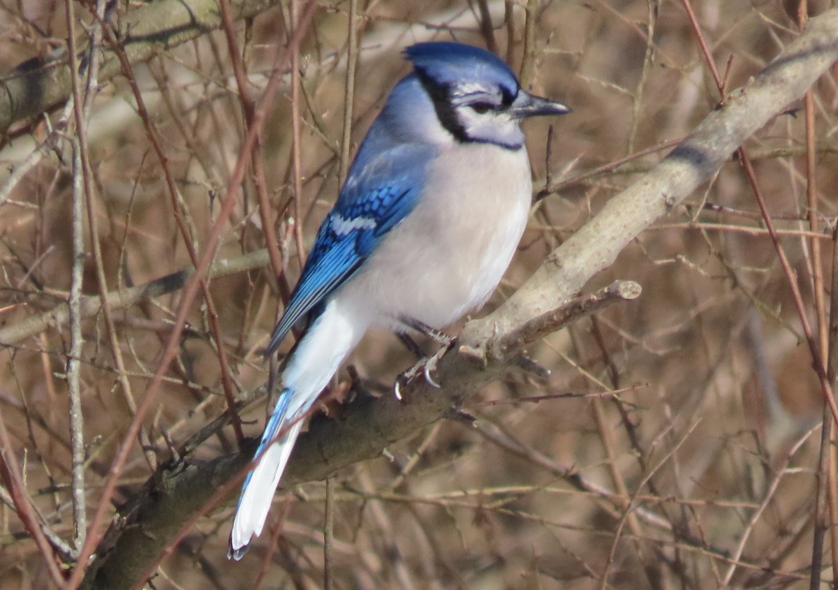 Blauhäher - ML647032976