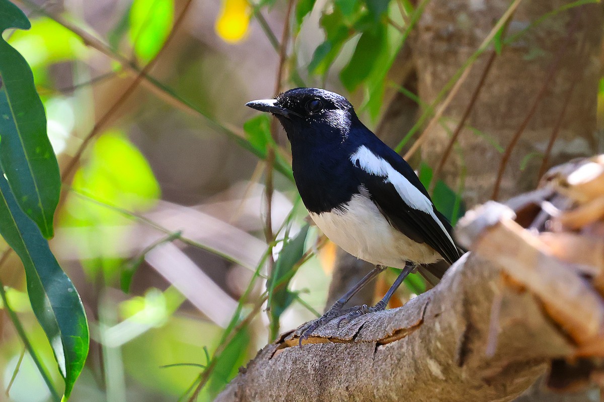 Madagaskarschama - ML647032977