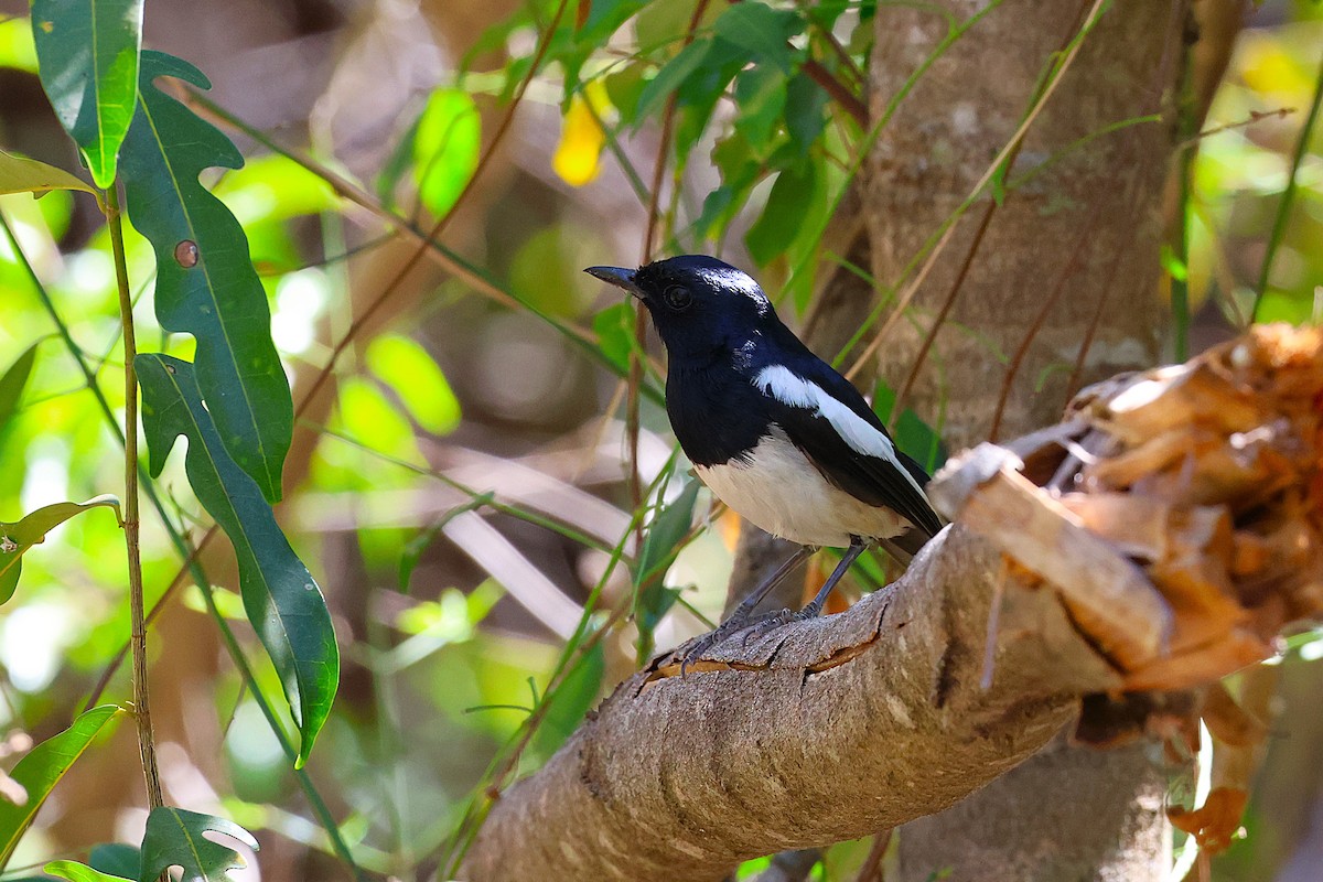 Madagaskarschama - ML647032978