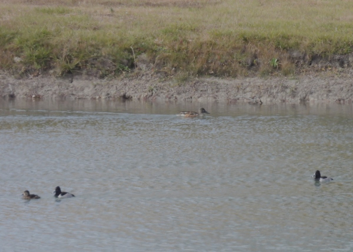 Löffelente - ML647032979