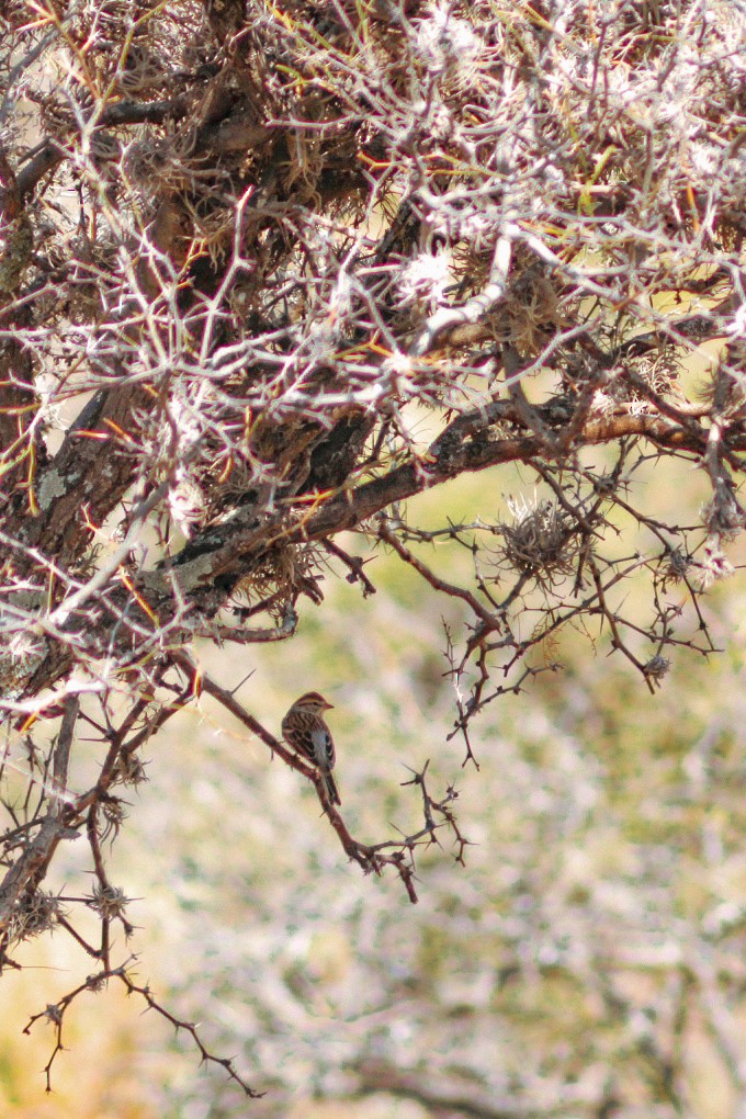 Schwirrammer - ML647032980