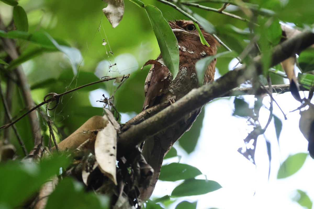 Ceylonschwalm - ML647032981