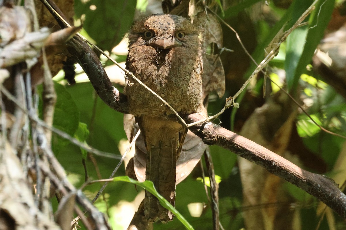 Ceylonschwalm - ML647032982