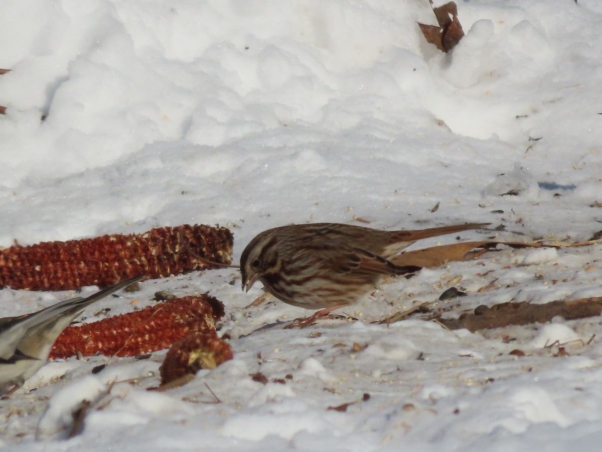 Singammer - ML647032984