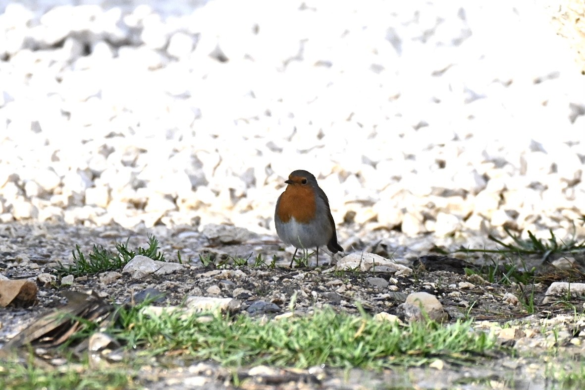 Rotkehlchen - ML647032986