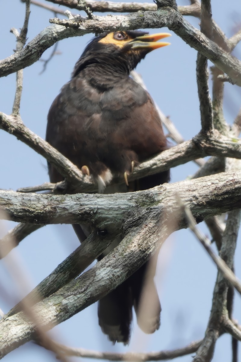 Hirtenmaina - ML647032987