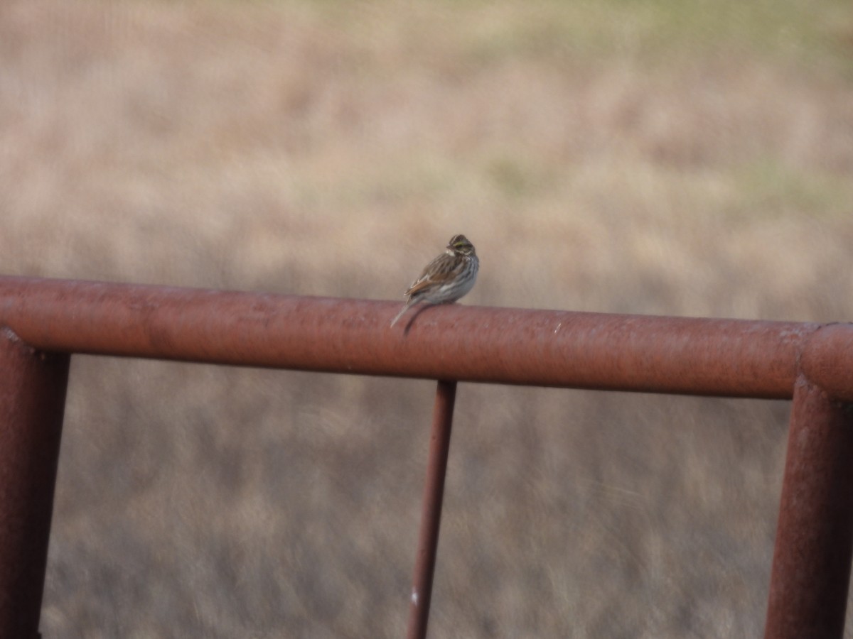 Grasammer [sandwichensis-Gruppe] - ML647032988