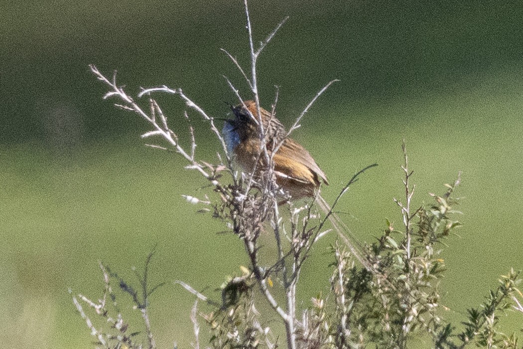 Rotstirn-Borstenschwanz - ML647032990