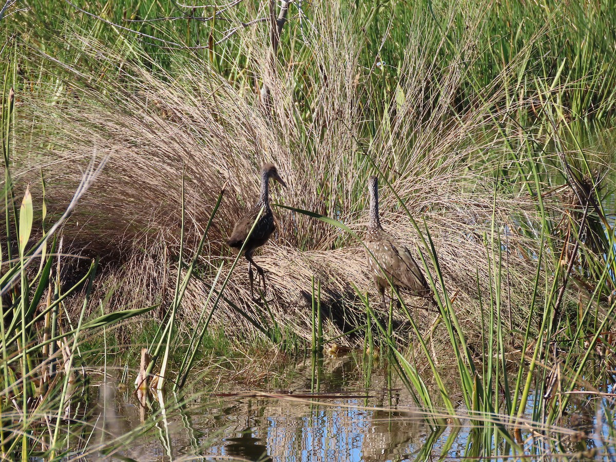 Limpkin - ML647032991