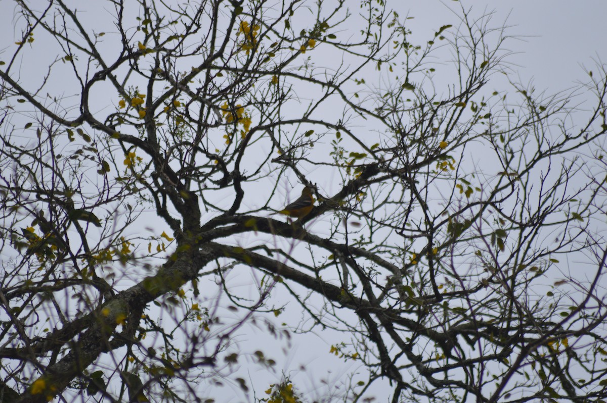 Baltimore Oriole - ML647032992