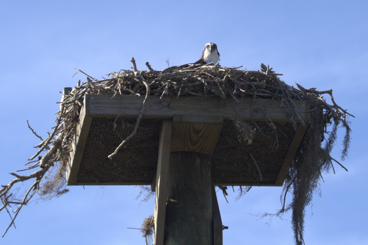 Osprey - ML647032993