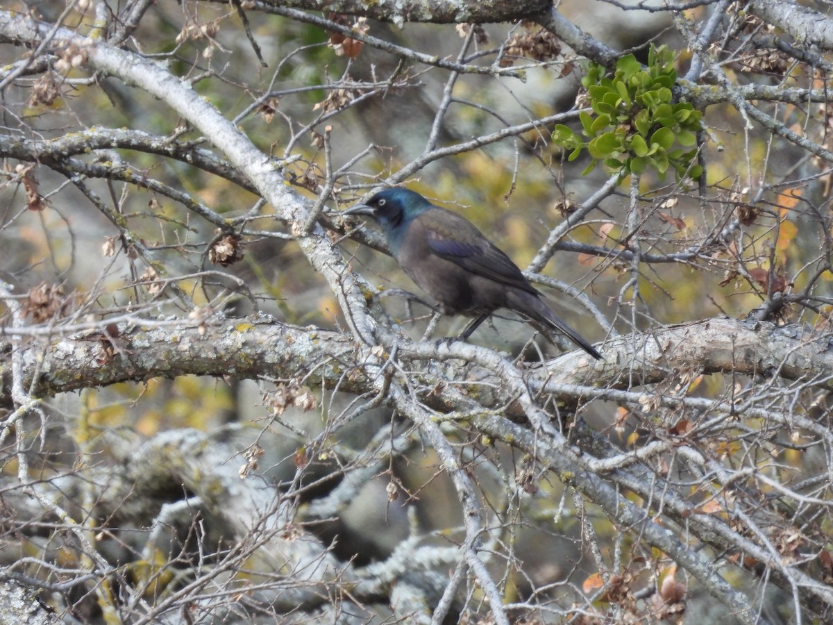 Common Grackle - ML647032994