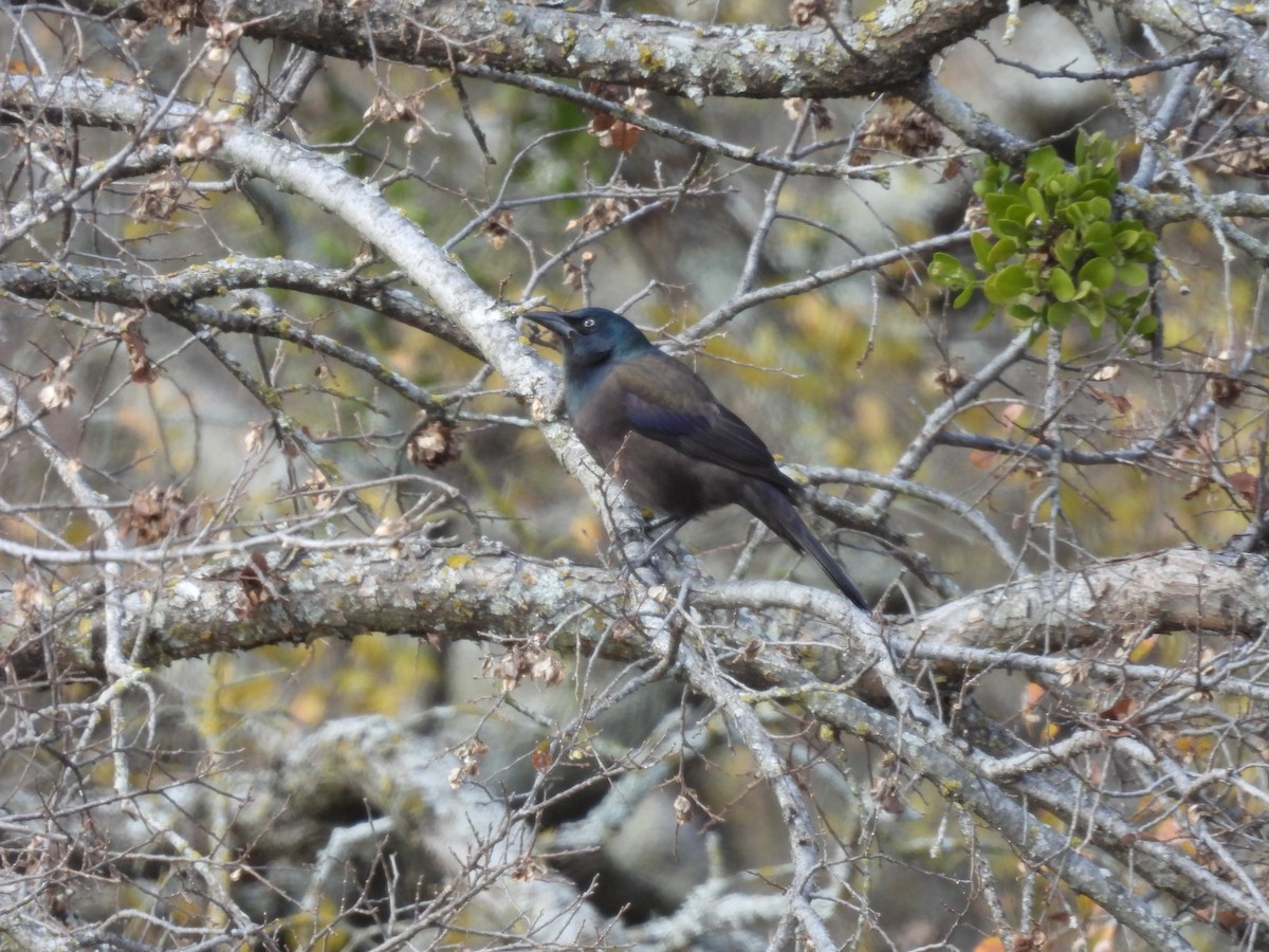 Common Grackle - ML647032995