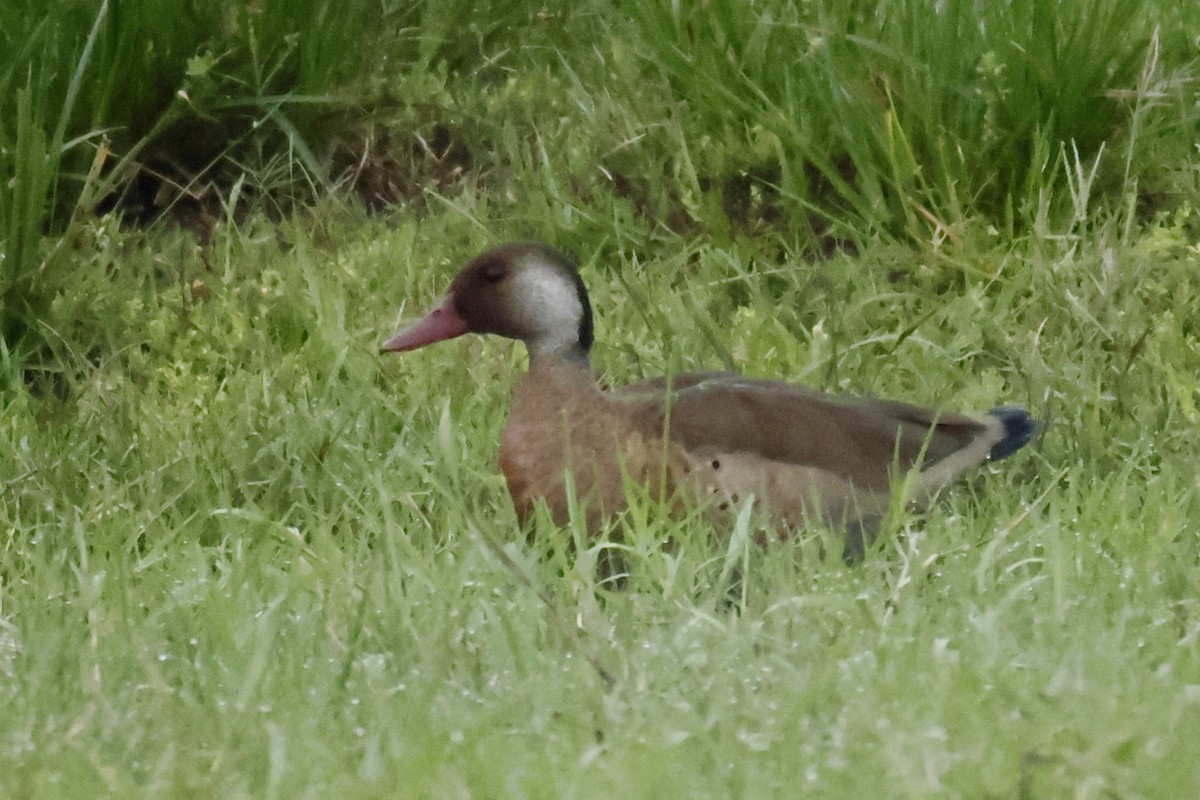 Brazilian Teal - ML647032999