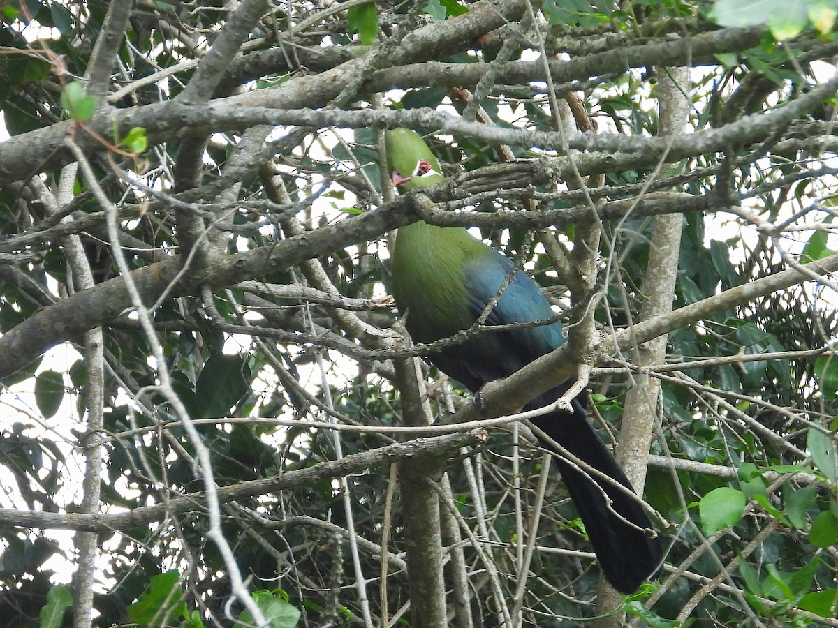 Турако-книсна (підвид corythaix) - ML647033002