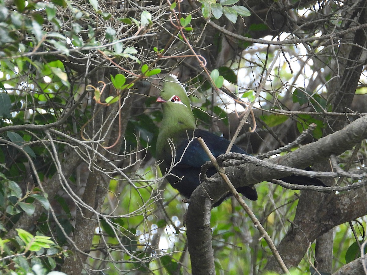 Турако-книсна (підвид corythaix) - ML647033003