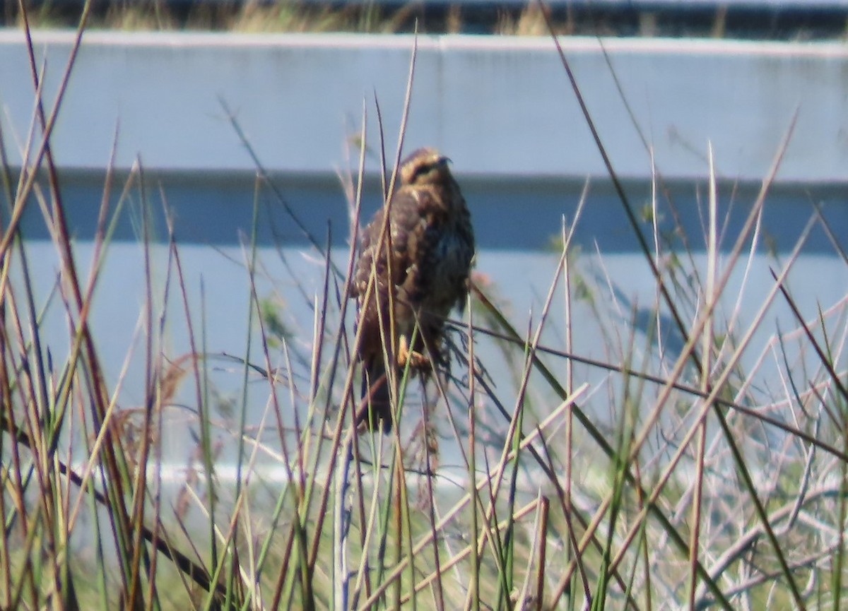 Snail Kite - ML647033005