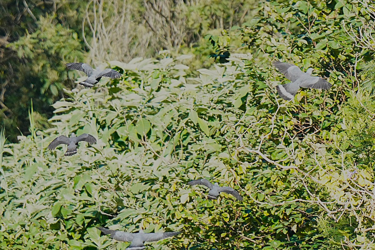 Мадейрский вяхирь - ML647033006