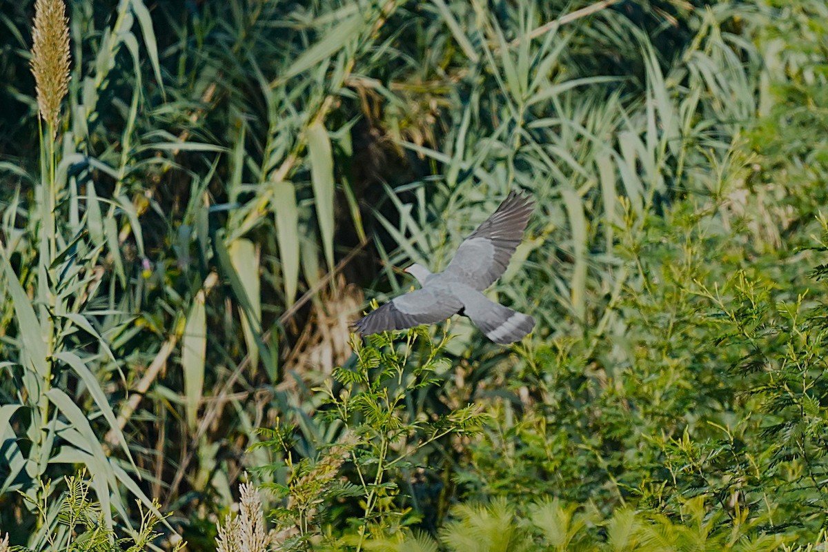 Мадейрский вяхирь - ML647033007