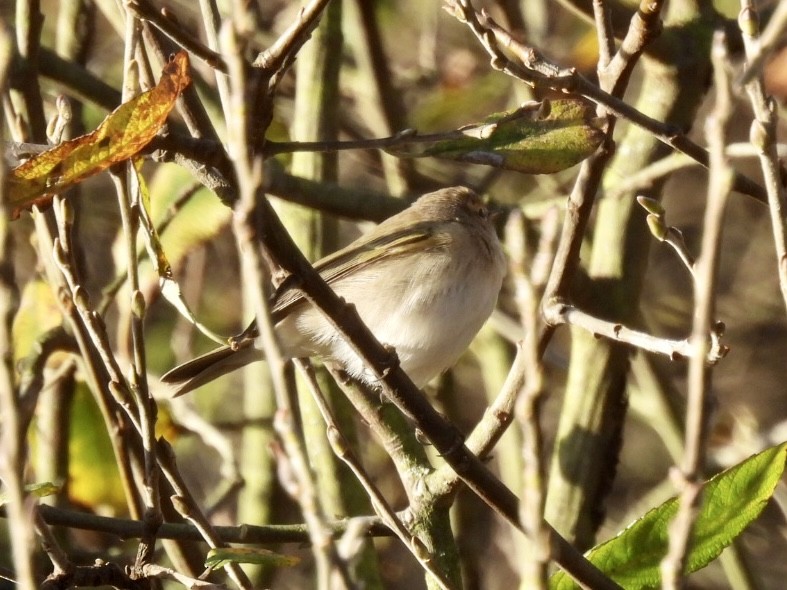 Common Chiffchaff - ML647033009