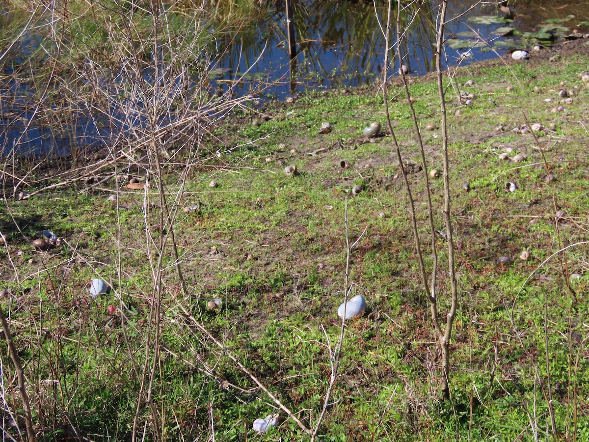 Snail Kite - ML647033012
