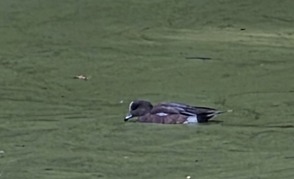 Свищ американський - ML647033015