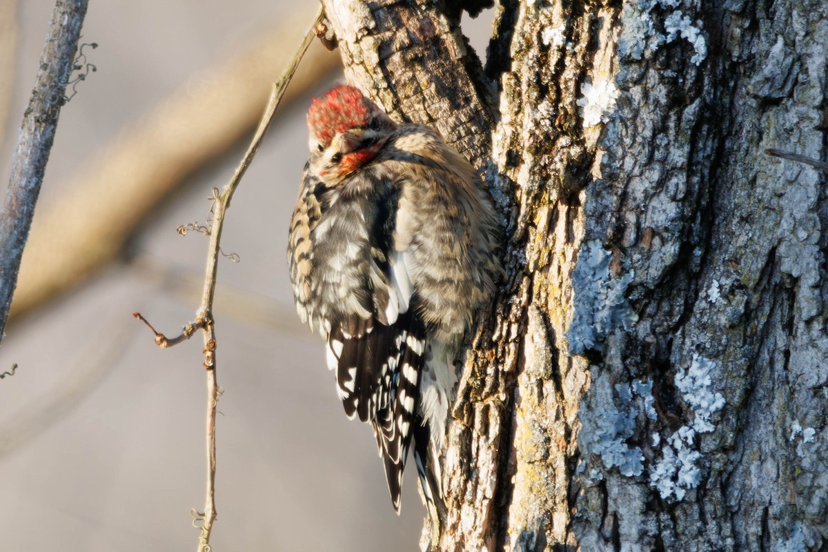 Yellow-bellied Sapsucker - ML647033018