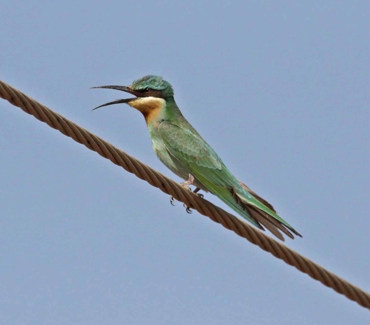 vlha modrolící - ML647033020