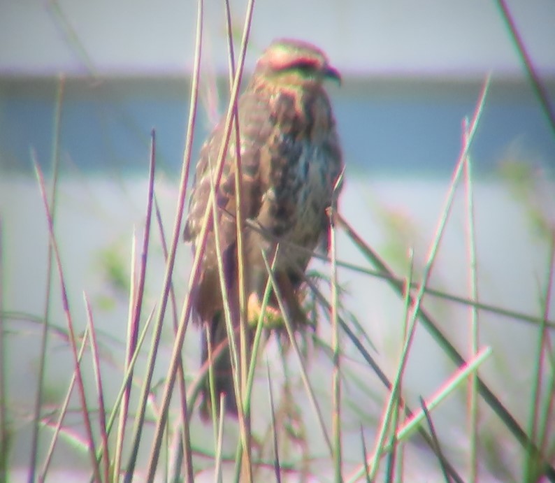 Snail Kite - ML647033022