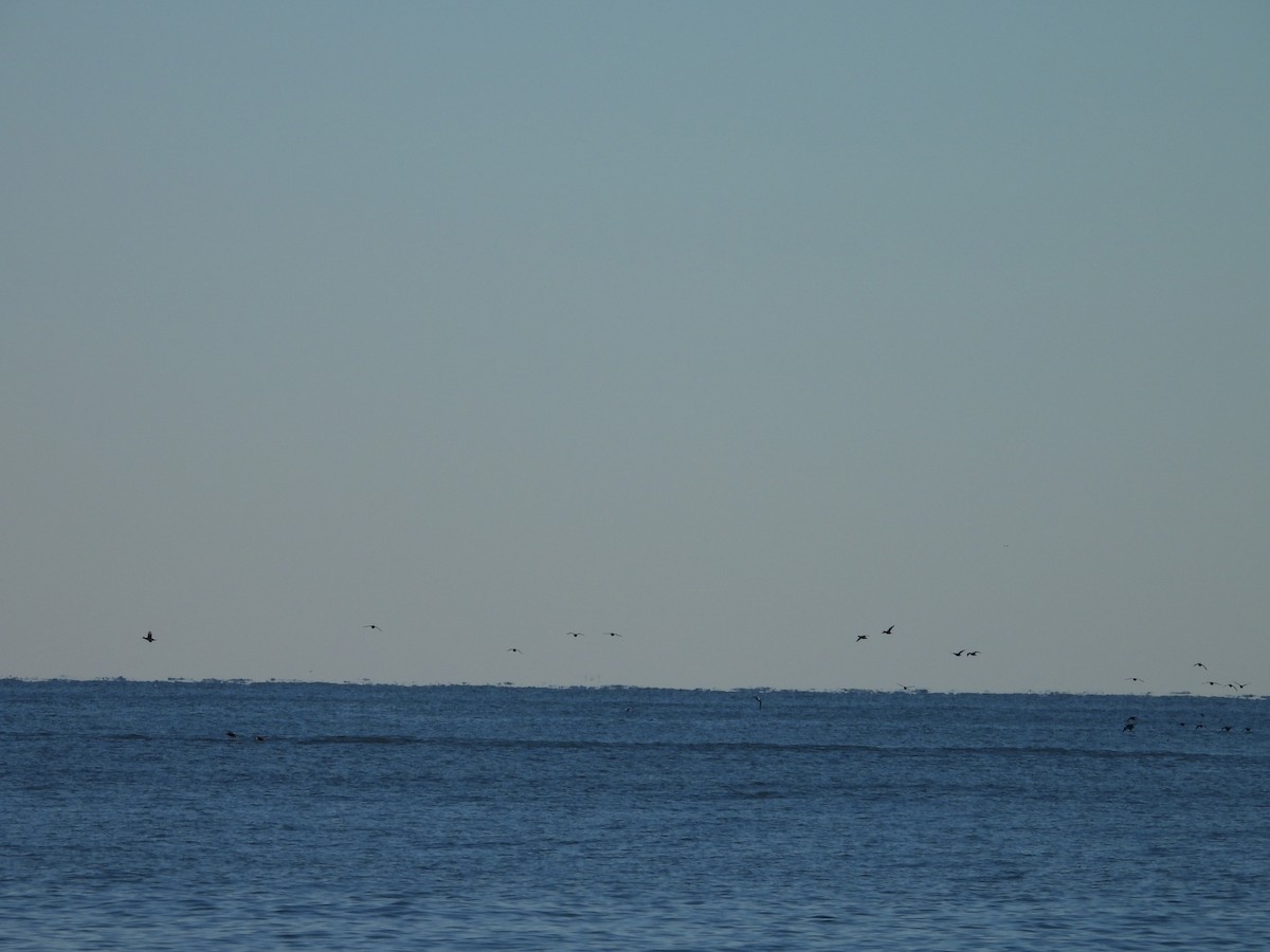 クロガモ - ML647033026