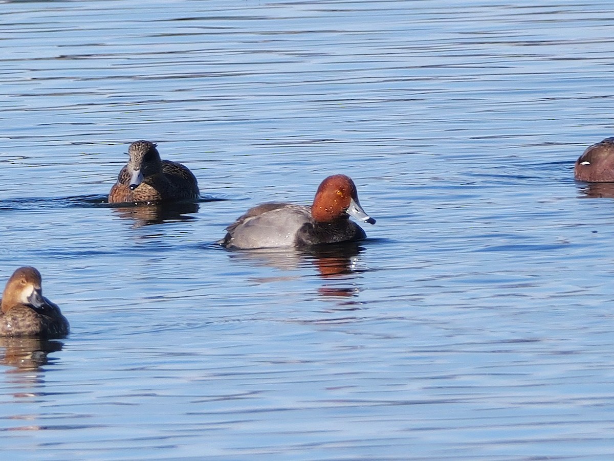 Redhead - ML647033027
