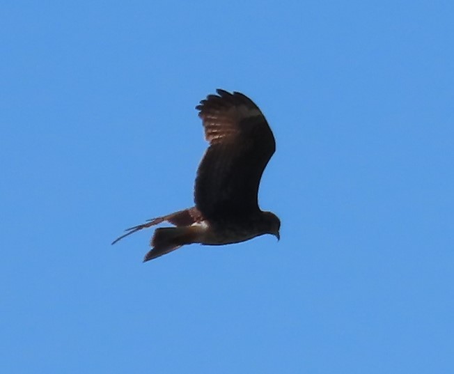 Snail Kite - ML647033028