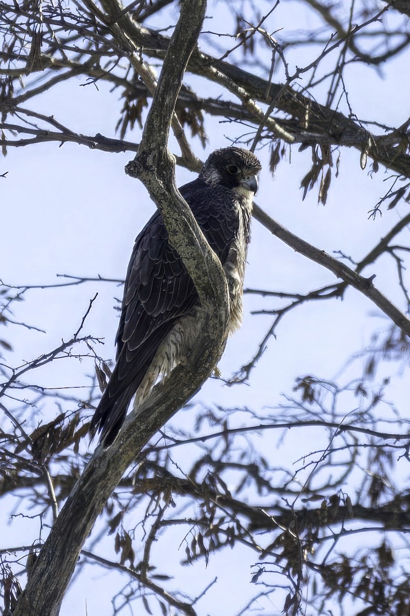 Peregrine Falcon - ML647033031