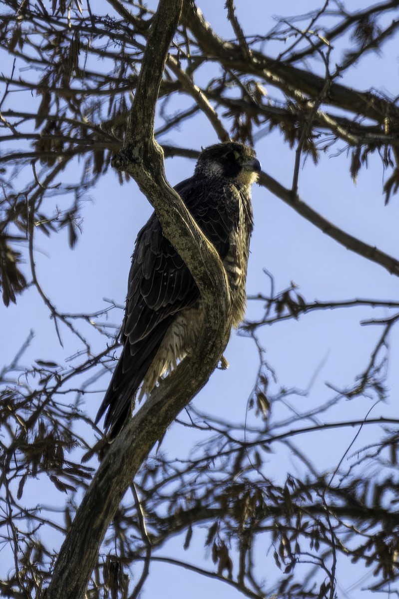 Peregrine Falcon - ML647033033