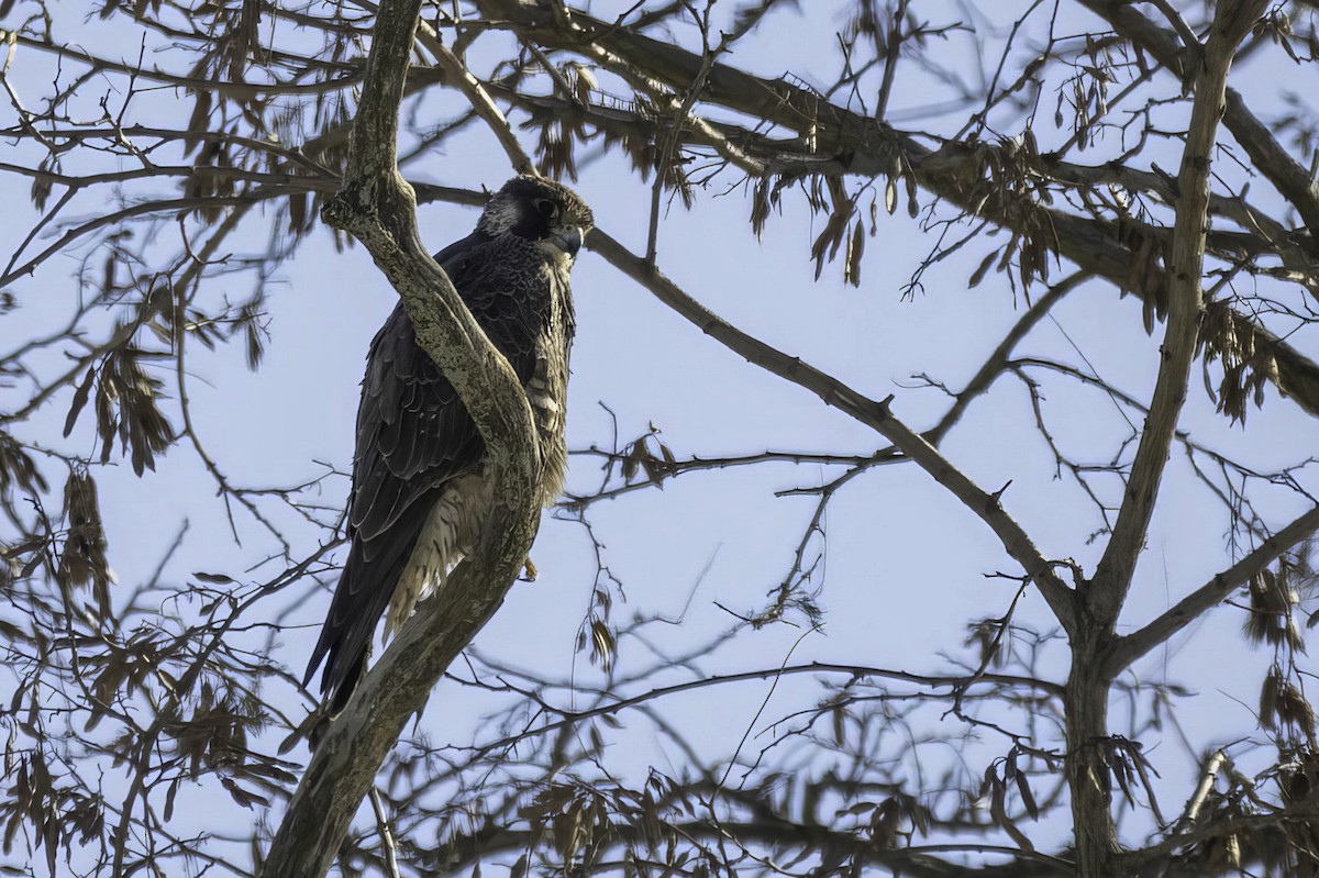 Peregrine Falcon - ML647033034
