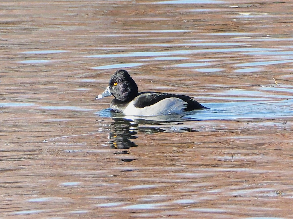Ring-necked Duck - ML647033051