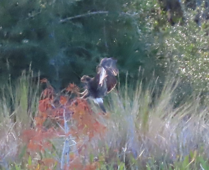 Snail Kite - ML647033052