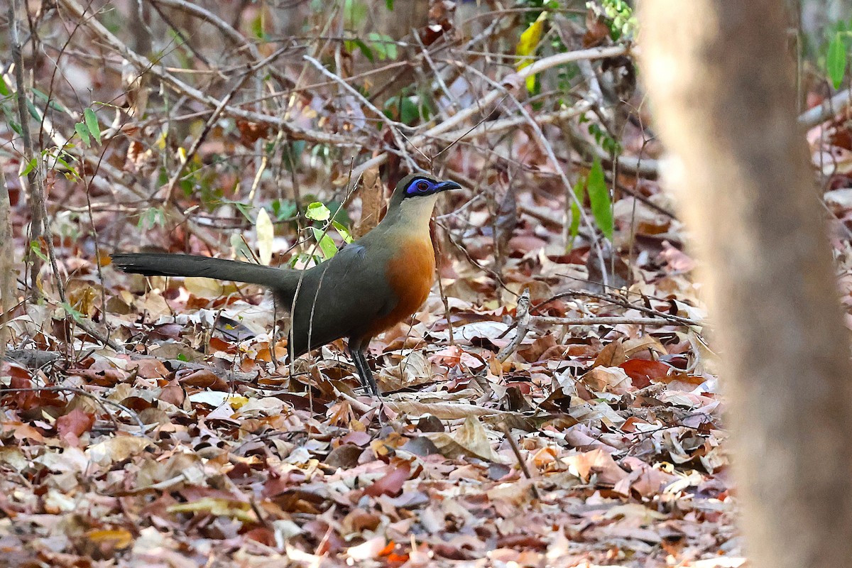 Coquerel's Coua - ML647033053