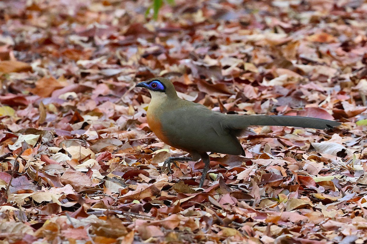 Coquerel's Coua - ML647033054