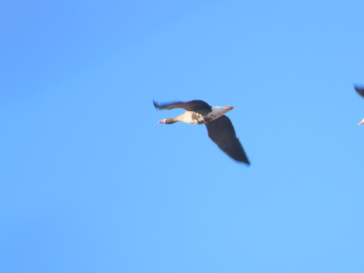 Greater White-fronted Goose - ML647033063