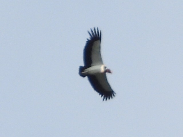 King Vulture - ML647033069