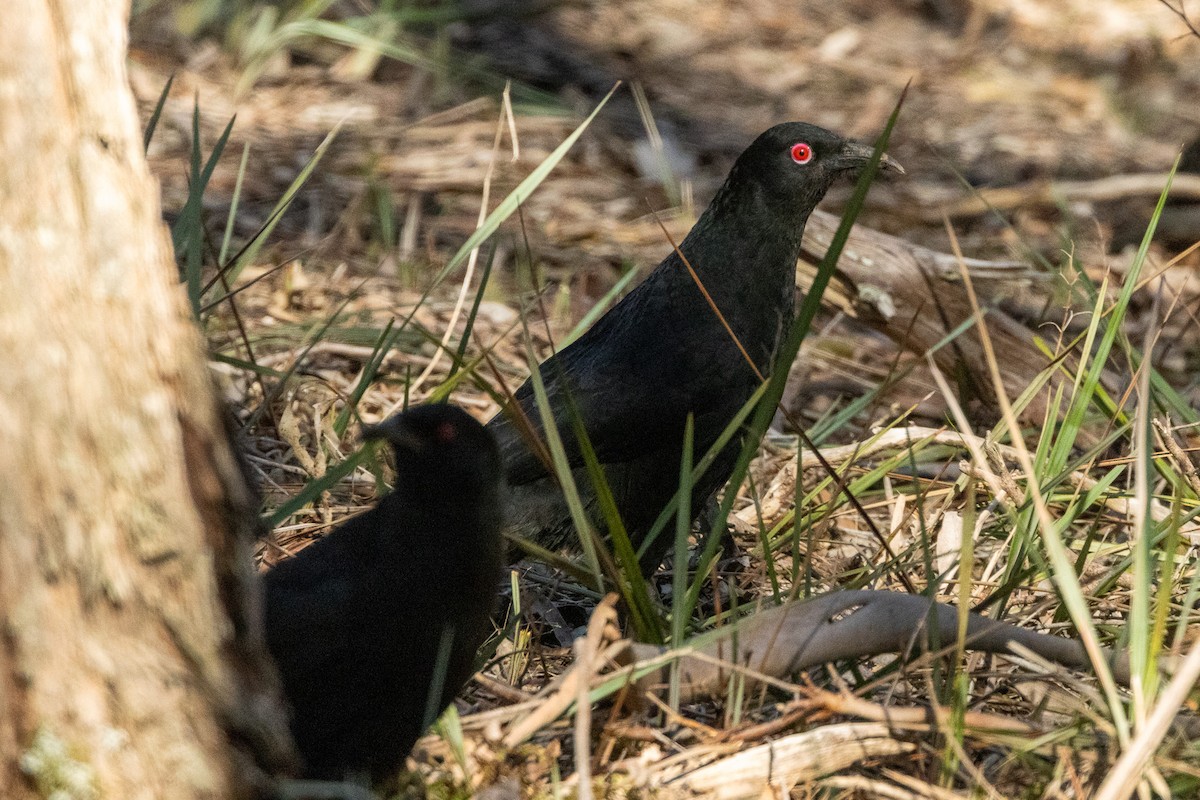 White-winged Chough - ML647033070