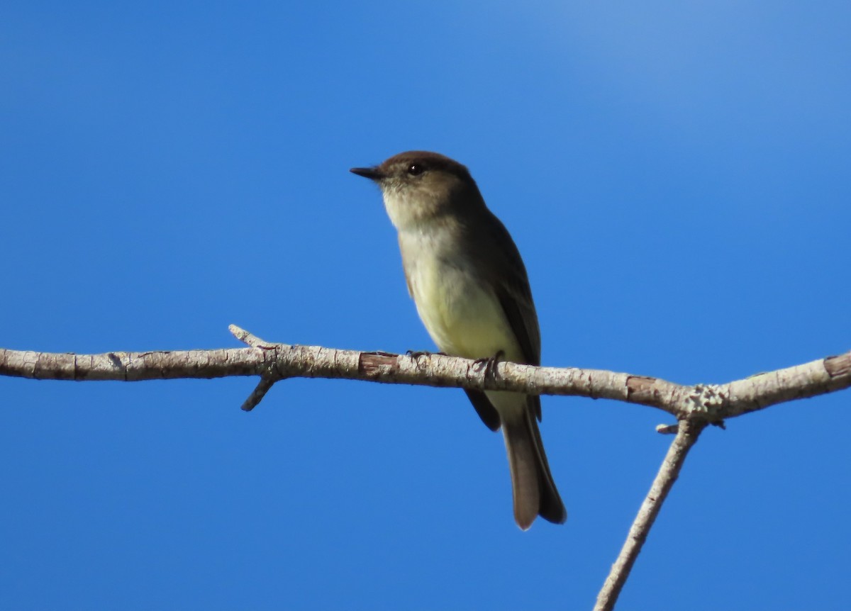 Eastern Phoebe - ML647033071